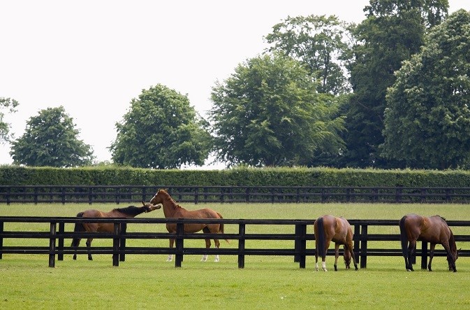 What to look for in Horse Grazing mixtures