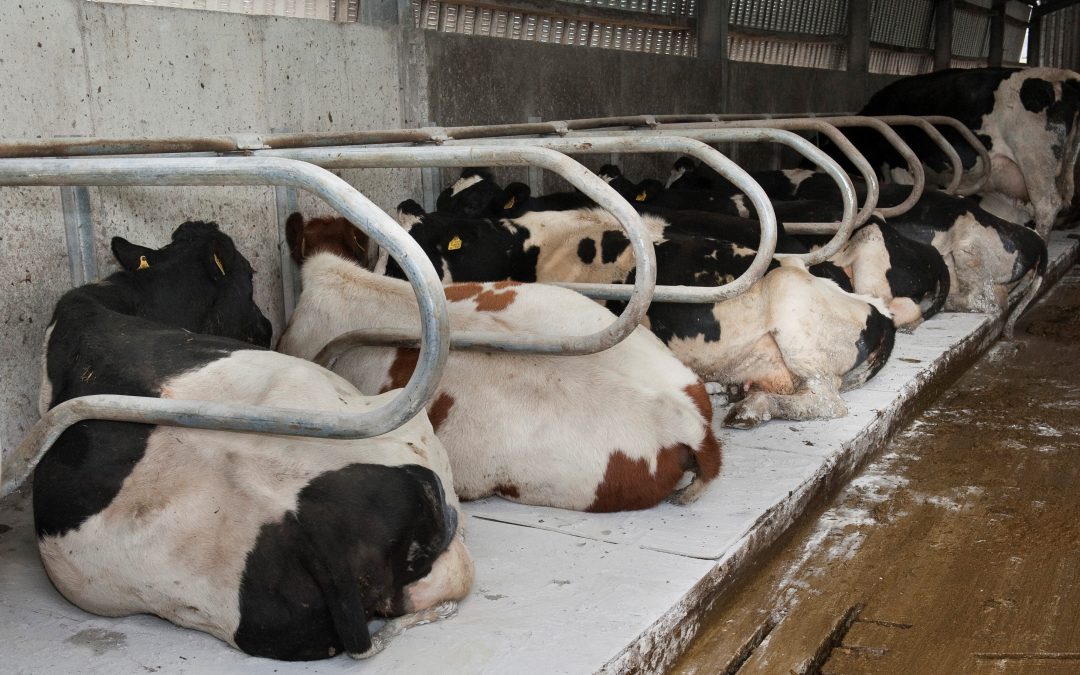 Cubicle Hygiene: Sanitise proves successful for Co. Tipperary farmer