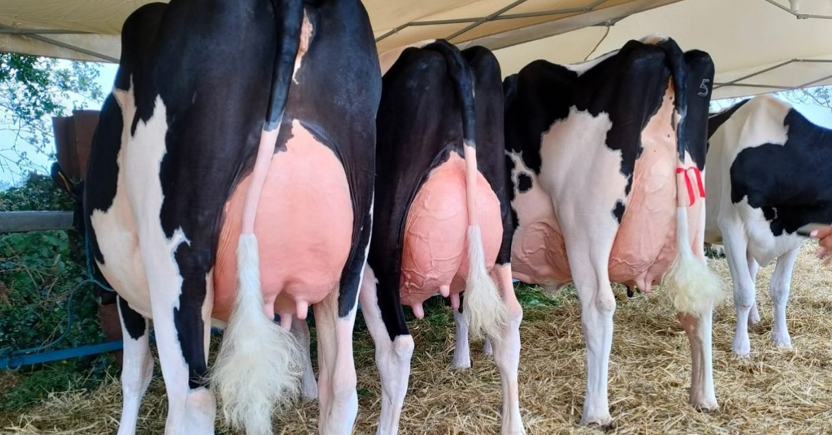 Dairy herd standing indoors