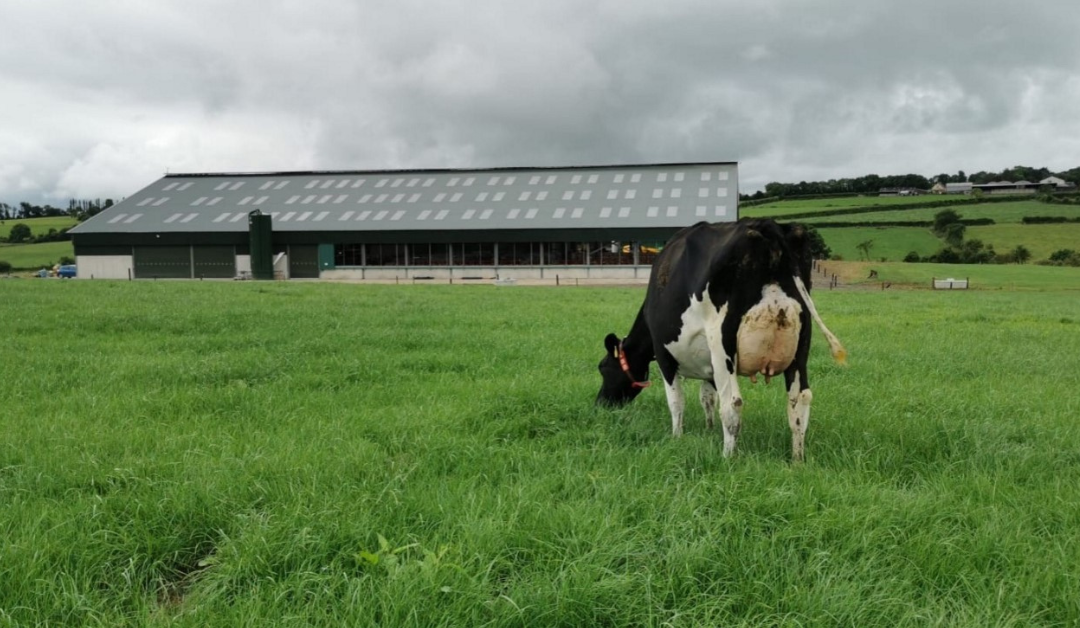 Optimate leads to improved herd fertility results in Co. Cork