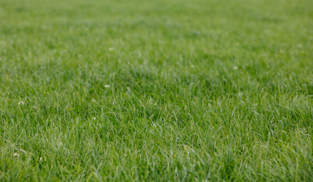 Autumn Grassland Management