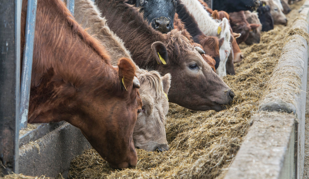 Beef Finishing Options