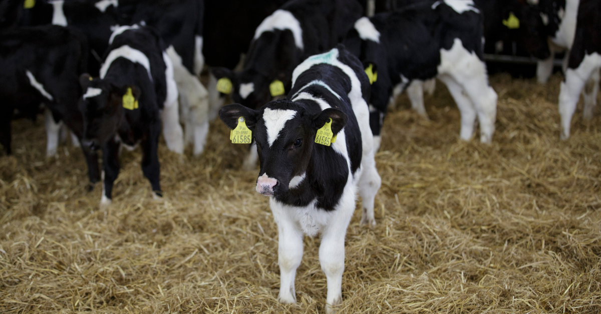 Selecting a calf milk replacer - Agritech