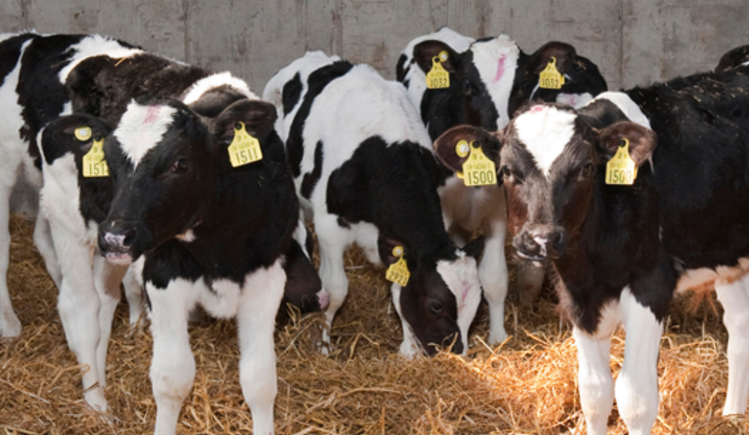 Smart Choices – Choosing a Quality Calf Milk Replacer