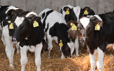 Smart Choices – Choosing a Quality Calf Milk Replacer