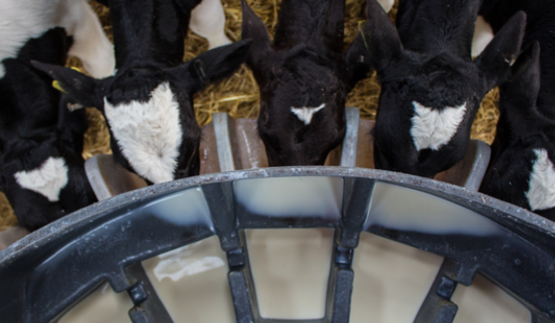 Colostrum – The Key to Healthy Calves