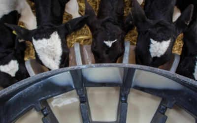 Colostrum – The Key to Healthy Calves