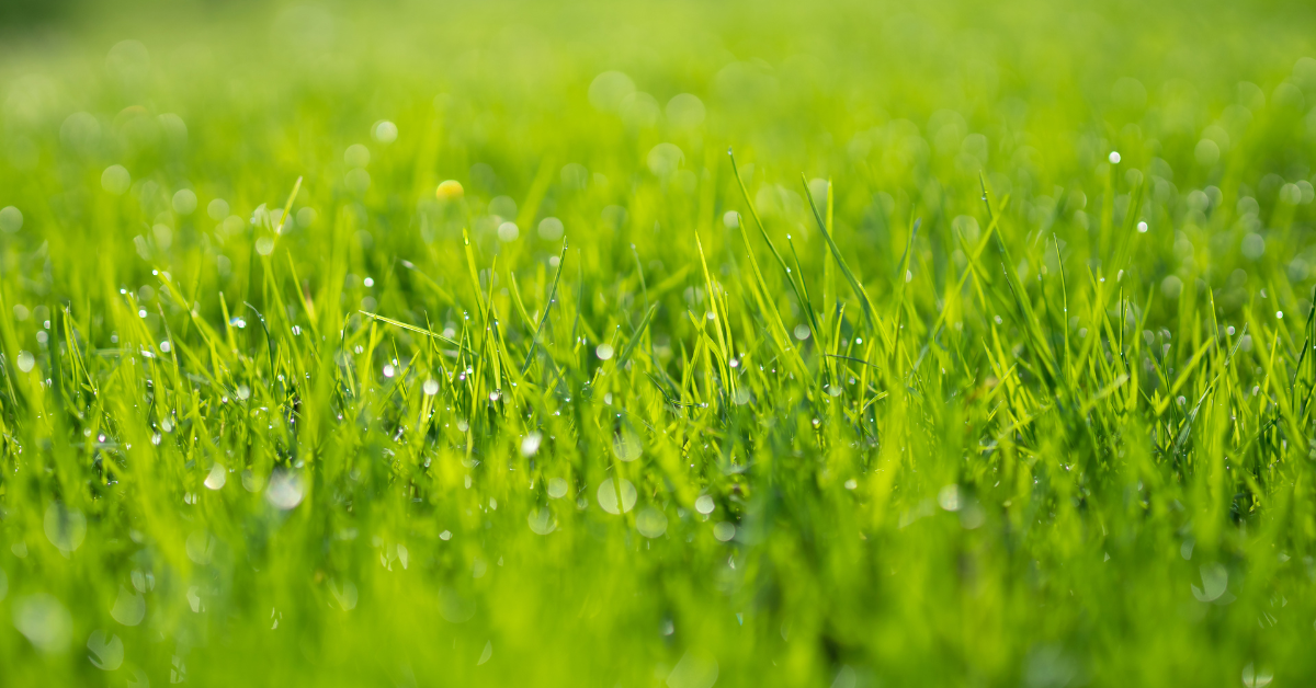 Close up of wet grass