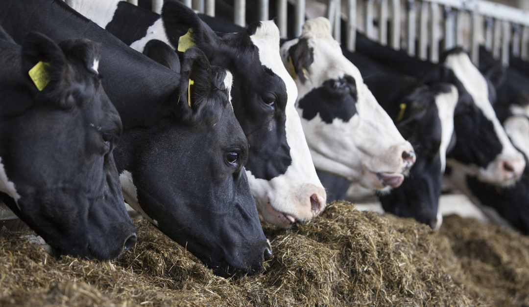 Winter Feed Planning