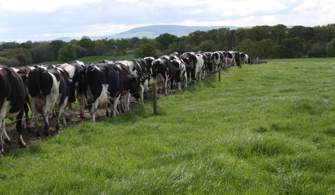 Optimise Dairy Herd Performance This Autumn