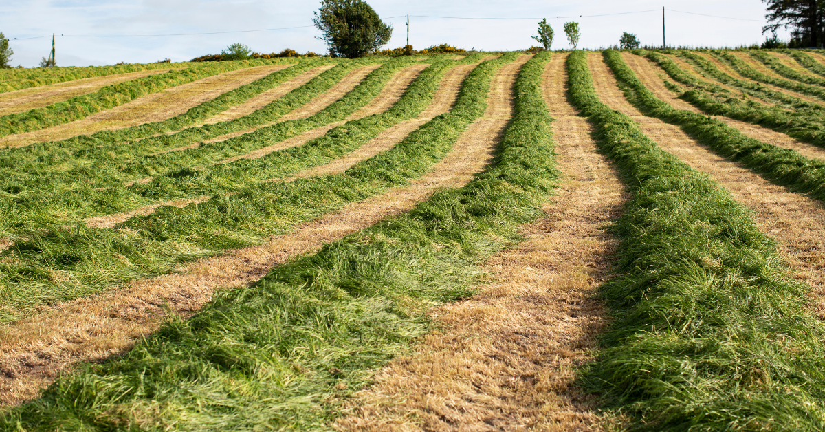 Grass silage on the ground