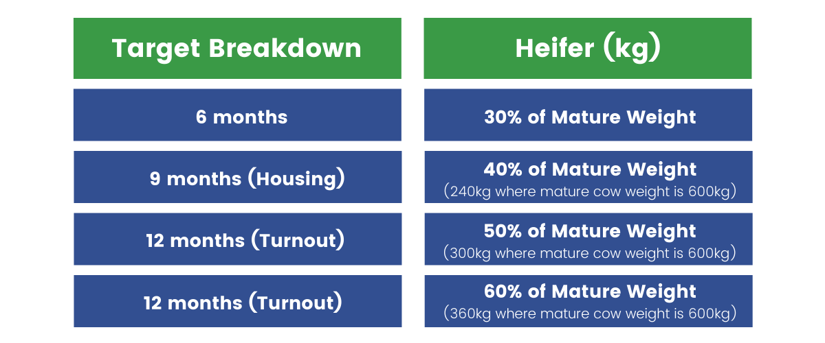 Table - Target heifers weight per age