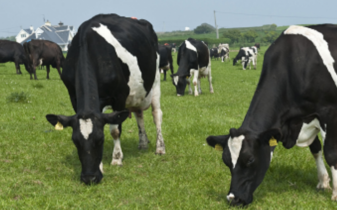 Optimising grazed grass in the dairy cow diet