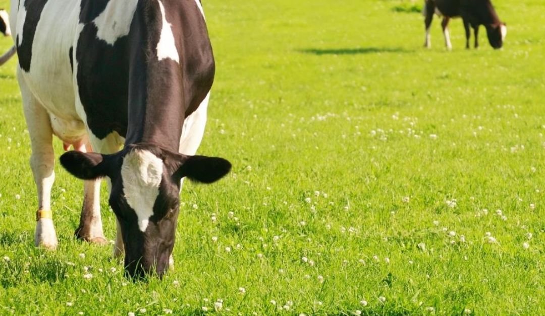 Maintaining Milk Production Over the Summer