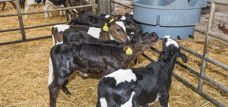 Successful calf rearing – Getting the basics right