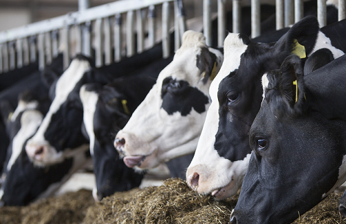 Building Silage Stocks