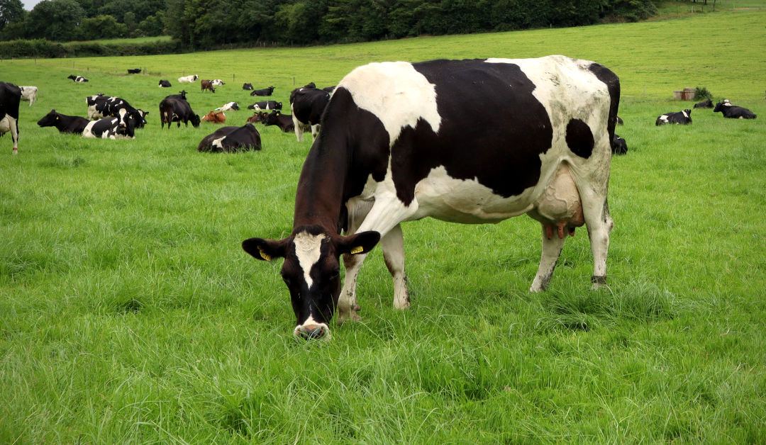 Pica in dairy cows – what is it and how best to treat it