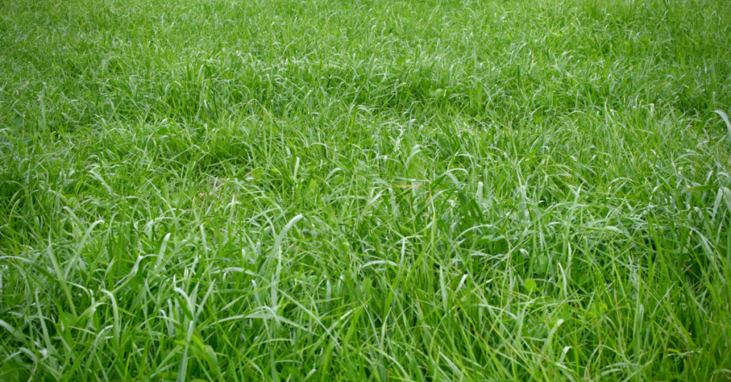 Field of green grass