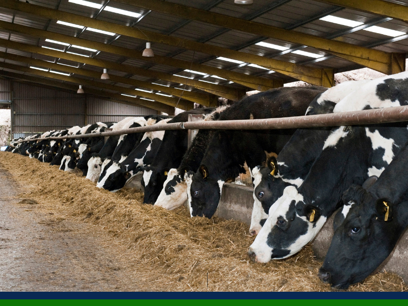 Maintaining a healthy rumen this winter